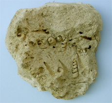 Des fossiles de petits coquillages dans le tuffeau de la Montagne St-Pierre