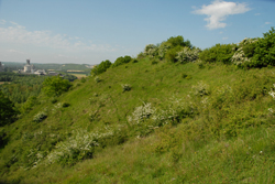 pelouse calcaire de la Montagne Saint-Pierre