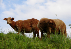 Les Roux Ardennais - GB