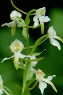 Orchis des montagnes CLIQUEZ POUR AGRANDIR