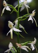 Orchis à deux feuilles CLIQUEZ POUR AGRANDIR