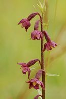 Epipactis rouge sombre CLIQUEZ POUR AGRANDIR