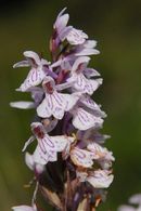 Orchis tacheté CLIQUEZ POUR AGRANDIR