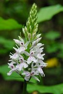 Orchis de Fuchs CLIQUEZ POUR AGRANDIR