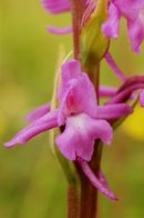 Orchis moustique CLIQUEZ POUR AGRANDIR