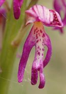 hybride entre un Orchis militaire et un Orchis homme-pendu CLIQUEZ POUR AGRANDIR