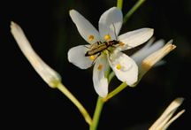 Phalangère à fleurs de Lys