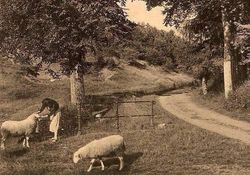 Pâturage au Fond des Vaux à Marche - CLIQUEZ POUR AGRANDIR