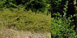 Le Cotonéaster horizontal, la plaie des rochers CLIQUEZ POUR AGRANDIR