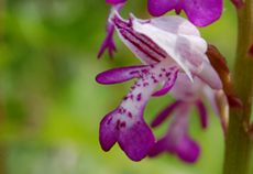 Fleur d'Orchis militaire