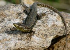 Le lézard des murailles CLIQUEZ POUR AGRANDIR