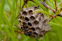 Guêpe polistes