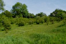 pelouse du Thier du Gibet fortement embroussailée