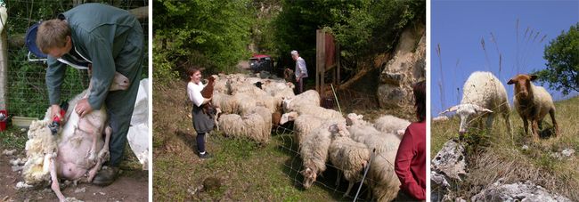 Gestion du troupeau CLIQUEZ POUR AGRANDIR