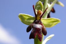 L'Ophrys mouche