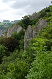 Recolonisation forestière des Tartines à Comblain-au-Pont - SP